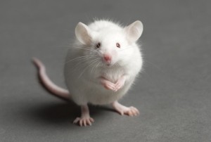 witte muis